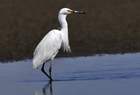 Little Egret3.jpg